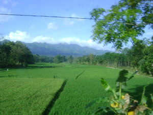 padi(rice field)