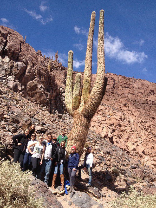 30 foot cactus