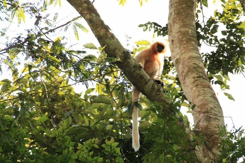 Golden Langur (1280x853)