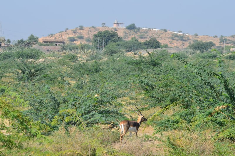 Deer in the Bishnoi Village area