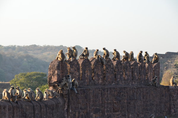Langurs at sunset - Ranthambore Fort