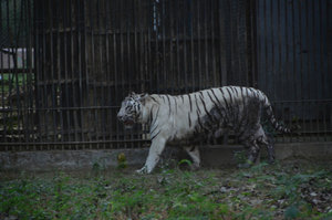 The not so white tiger - Delhi Zoo