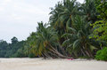 Coconut Palms - Havelock