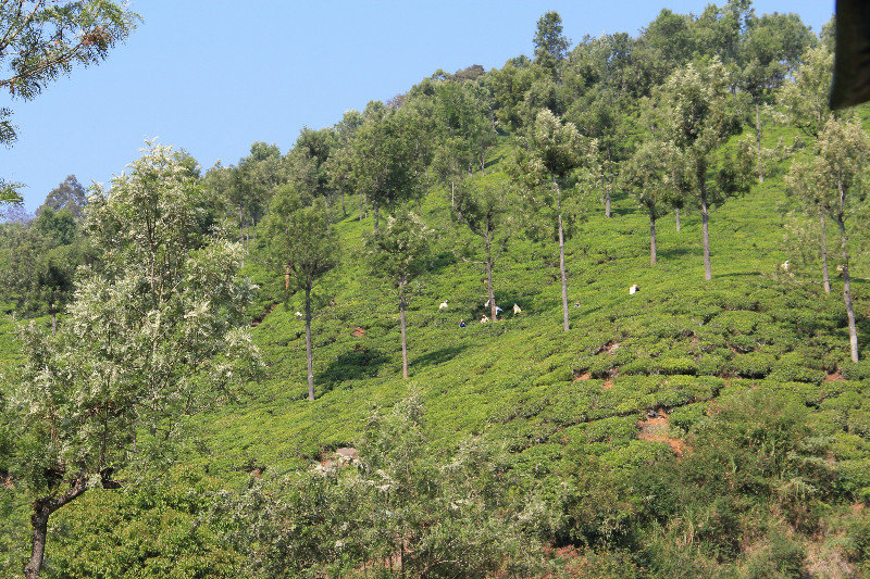 Nilgiri Tea plantations