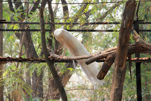 White peacocks - Mysore Zoo