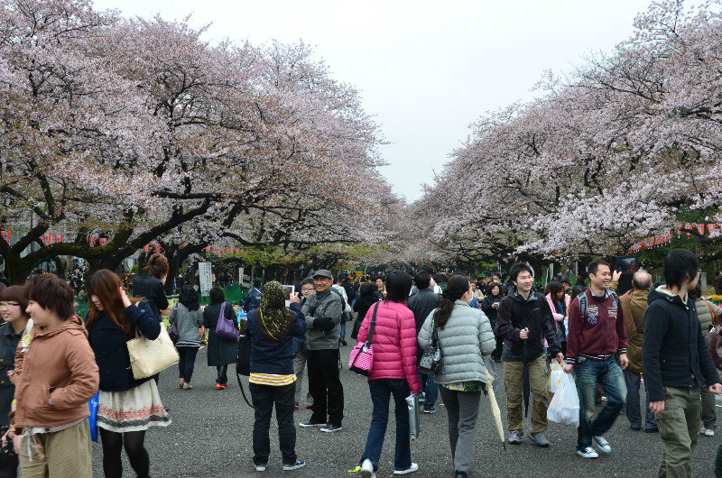 Cherry Blossom time - Uneno Park