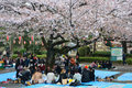 An Hanami - picnic under a cherry blossom tree