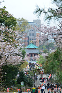 Temple - Ueno Park on Sunday
