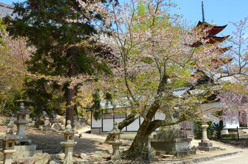 Sakura and the five storey pagoda, Miyajima