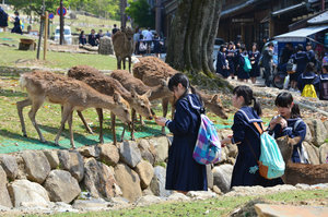 Feeding the deer with special biscuits on a school day out - Nara Park
