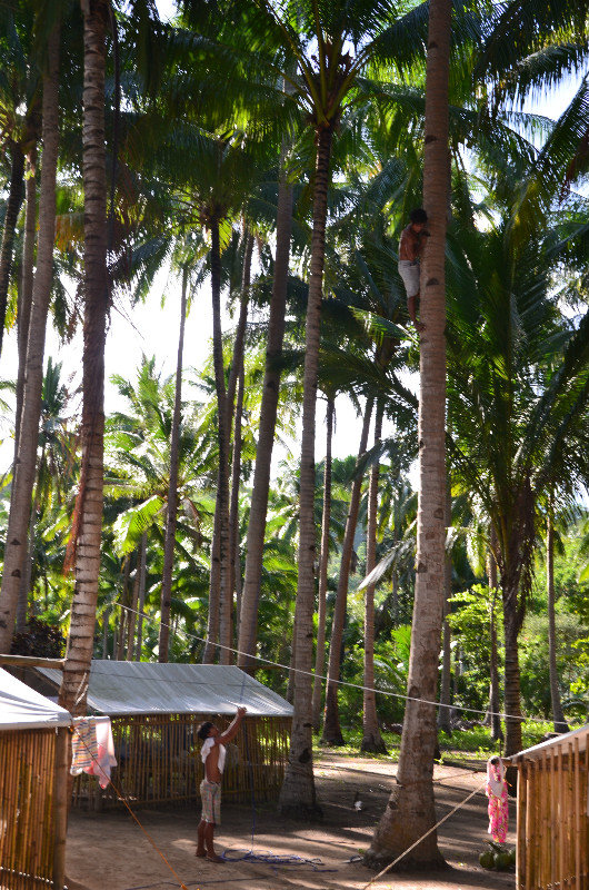 Coconuts for breakfast - Palawan