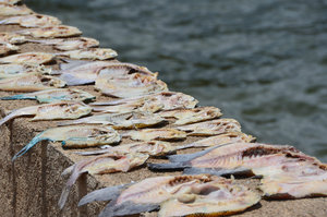 Fresh fish drying for supper - Coron