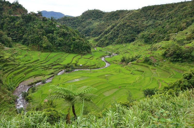 Rice terraces on the road to Batad