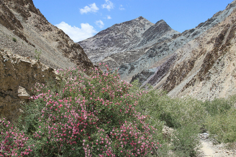 Markha valley in bloom
