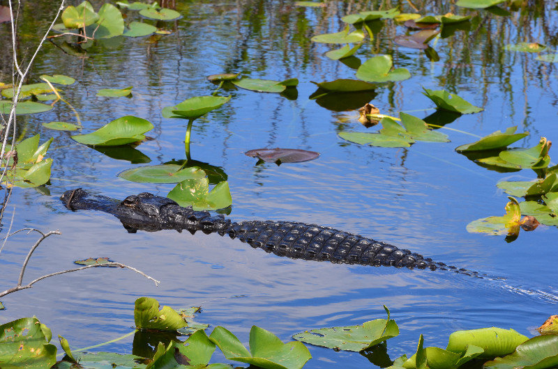 Alligators - Everglades