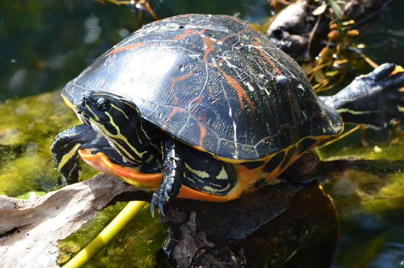 Sunbathing Tortoise - Everglades
