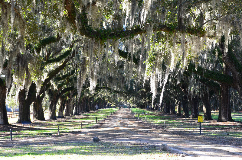 The Entry to Boone Hall - Charleston