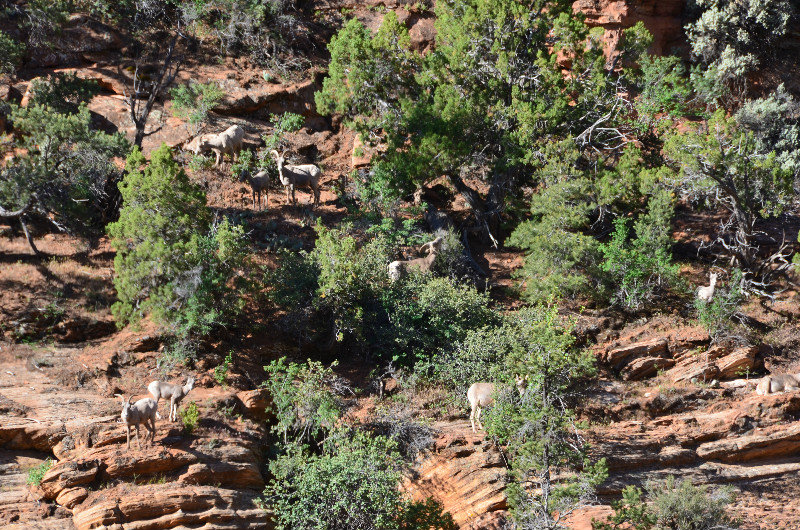 Desert Bighorn Sheep on the Entry to Zion NP