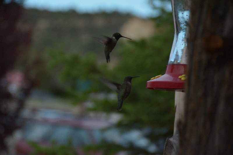 Hummingbird's at Ron's - Glendale