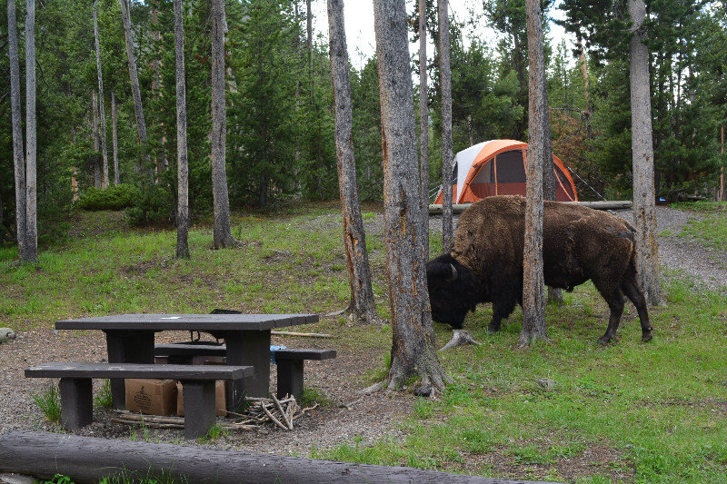 A friendly Bison at the Campsite