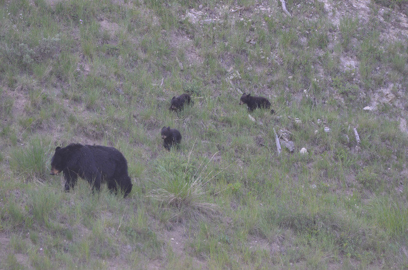 Black bear with 3 cubs