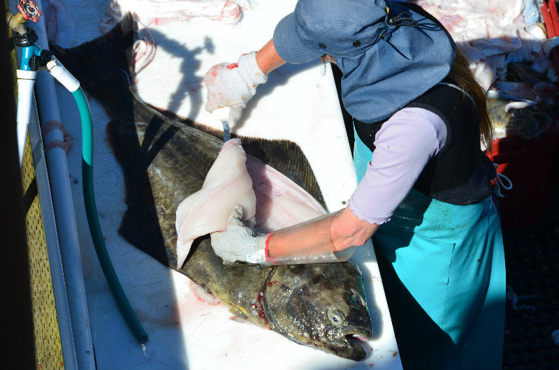 Halibut being filleted for the folks just in from a fishing trip - Newport