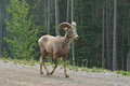 Bighorn sheep in Kananaskis