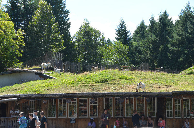 Coombs main attraction - roof with goats