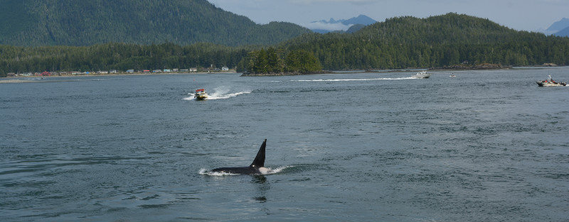 A transient Killer Whale passing through - Tofino harbour