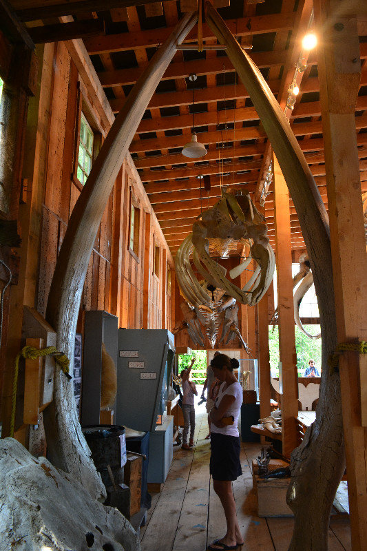 The Whale Museum. The 'Tusks' where the girl is standing belong to the jaw bones of a Blue Whale!