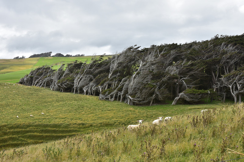 Slope Point, with withered forest, The Caitlins