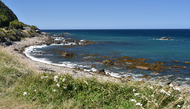 Seal Colony - Kaikoura coastline