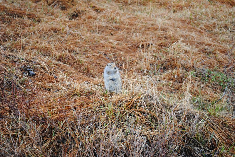 an arctic ground squirrel