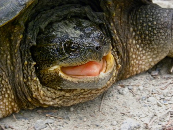 Snapping Turtle, Not Happy