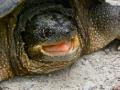 Snapping Turtle, Not Happy