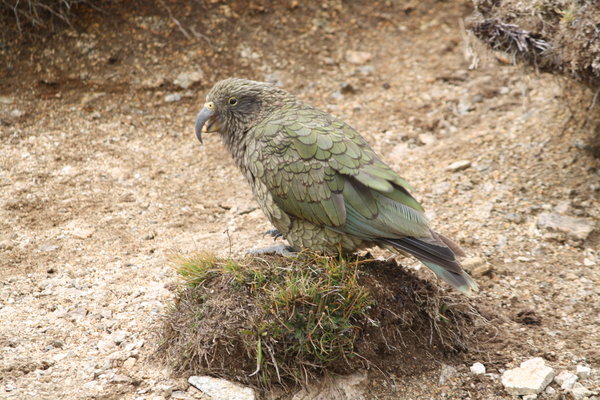 Te Anau NZ Bird