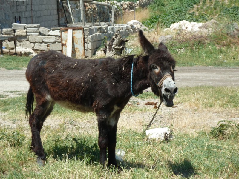 This donkey started making very weird and threatening sounds when we passed it. It was cute, though.