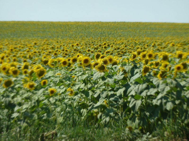 Endless fields of sunflowers
