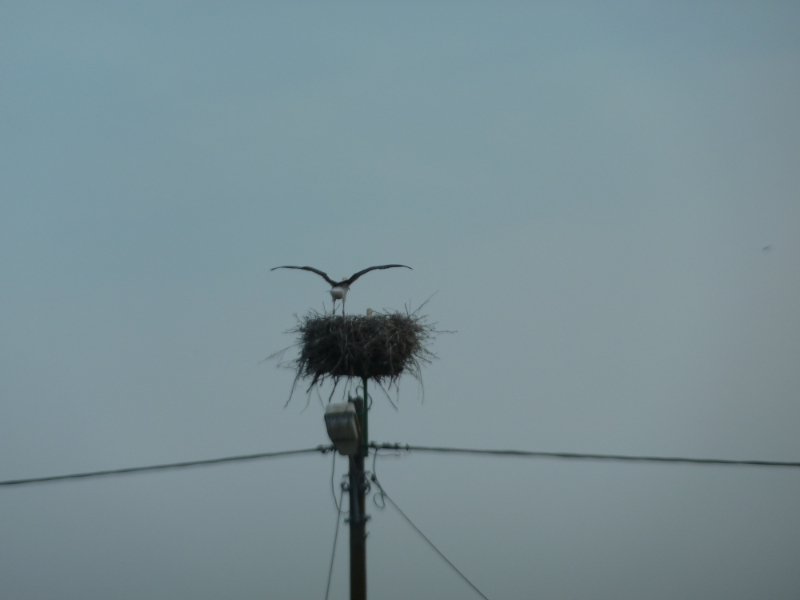 How do those stork nests stay up?