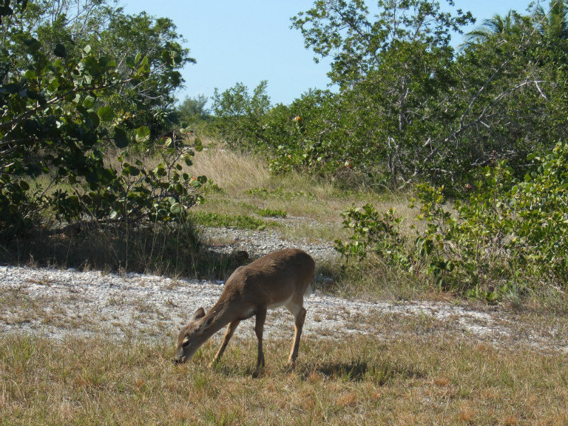 The endangered key deer, it's really small!