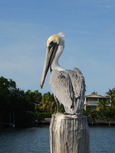 Pelican near our hotel