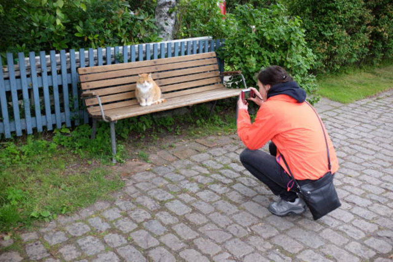 Capturing a cat