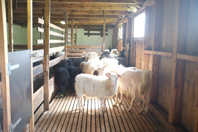 Sheep in the barn