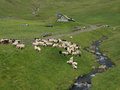Sheep gathered for cutting the wool