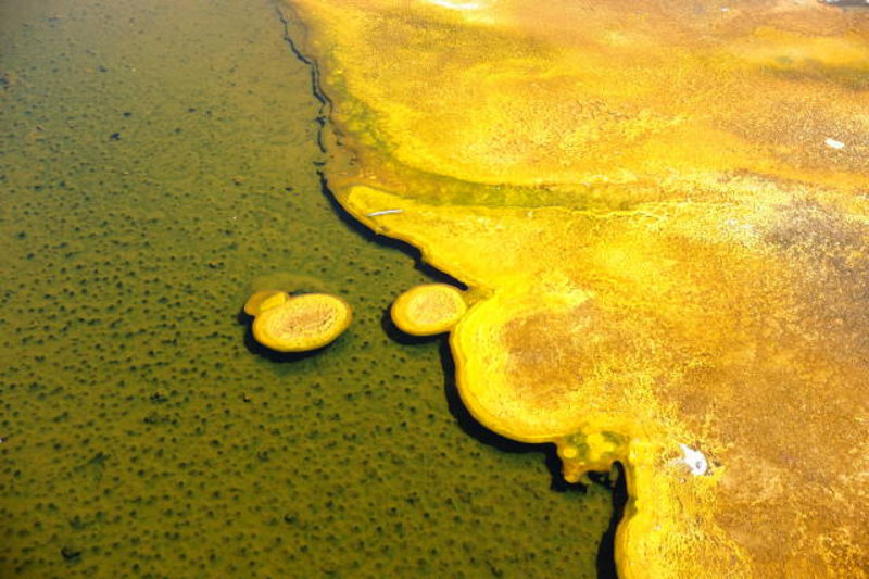 Yellowstone - Bacteria Mats