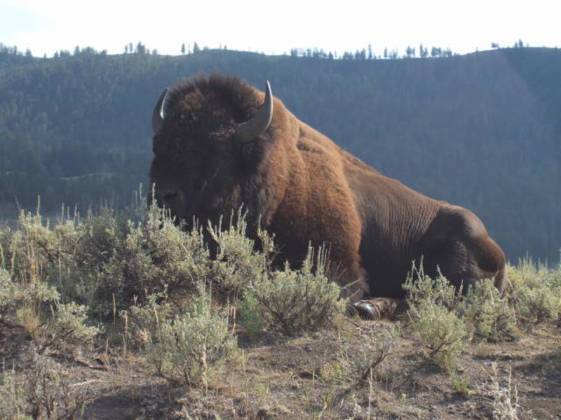 Yellowstone - The mighty bison