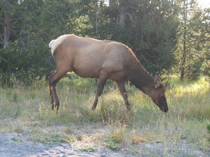 Yellowstone - Elk
