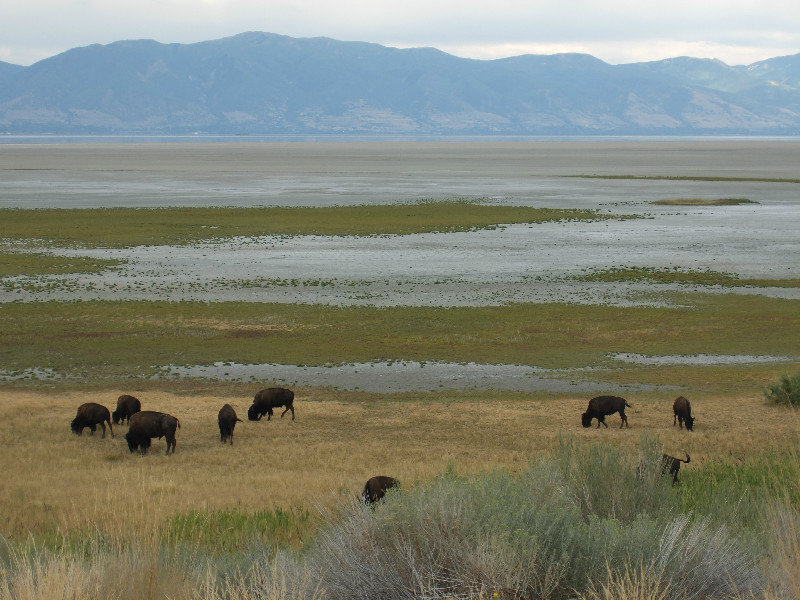 Bison herd (a small part of it)