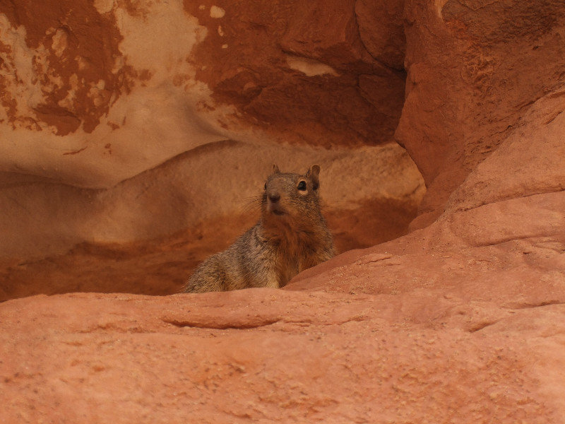 This guy is a rock squirrel, one of the five types of squirrels we spotted