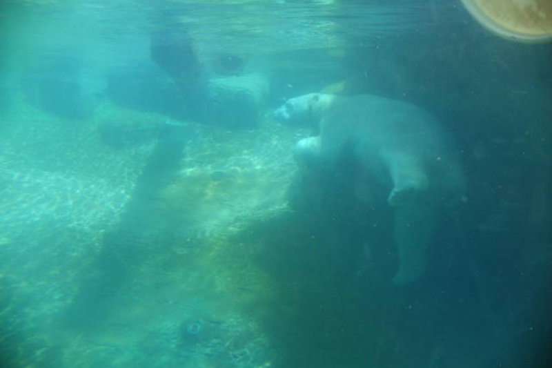 San Diego - Icebear swimming